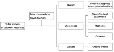 Identifying and Characterizing Types of Balance Recovery Strategies Among Females and Males to Prevent Injuries in Free-Standing Public Transport Passengers